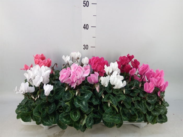 <h4>Cyclamen MD 'Allure'</h4>