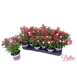 FUCHSIA B F EVITA