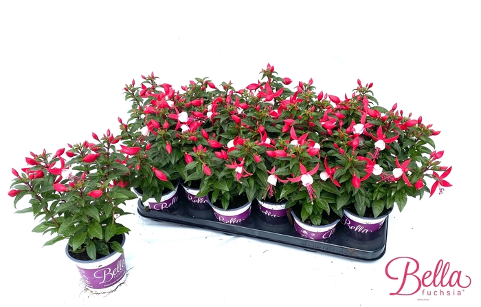 <h4>FUCHSIA B F EVITA</h4>