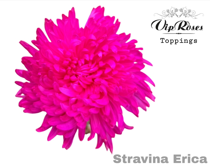 <h4>CHR G STRAVINA ERICA</h4>