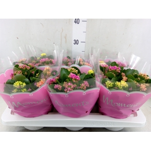 Kalanchoe blos.   ..rosebud mix/pot