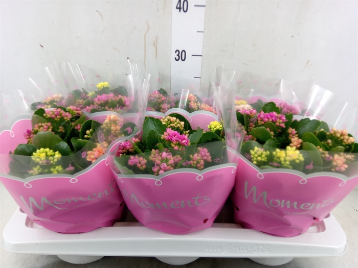 <h4>Kalanchoe blos.   ..rosebud mix/pot</h4>