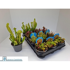 VLEESET PL GEM 6 SRT