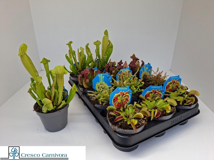 VLEESET PL GEM 6 SRT