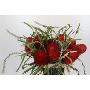 Banksia Speciosa Red