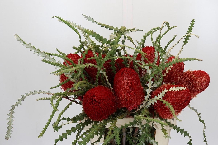 <h4>Banksia Speciosa Red</h4>