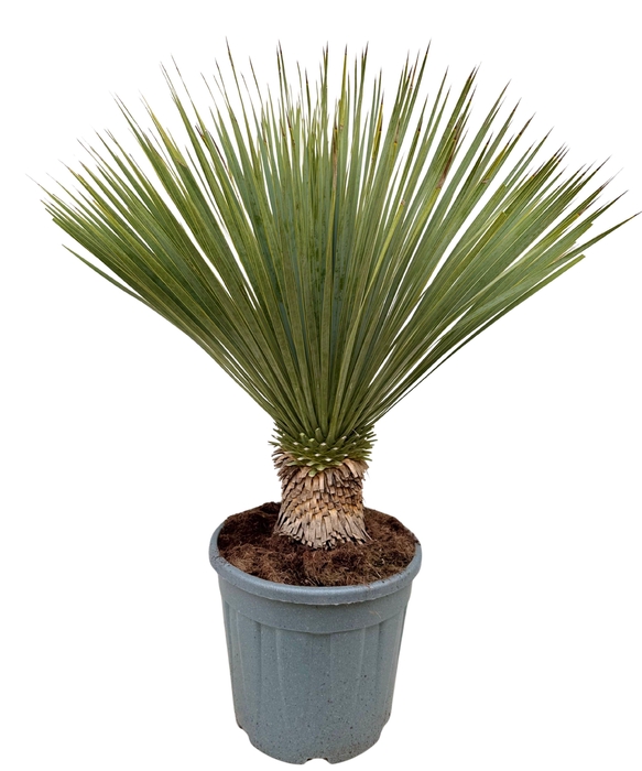 <h4>Yucca rostrata P35</h4>
