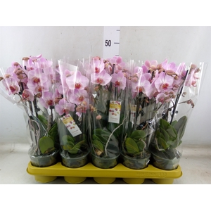 Phalaenopsis   ...rose