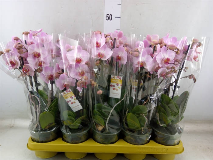 <h4>Phalaenopsis   ...rose</h4>