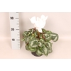Cyclamen  Super Serie XXL Cream White
