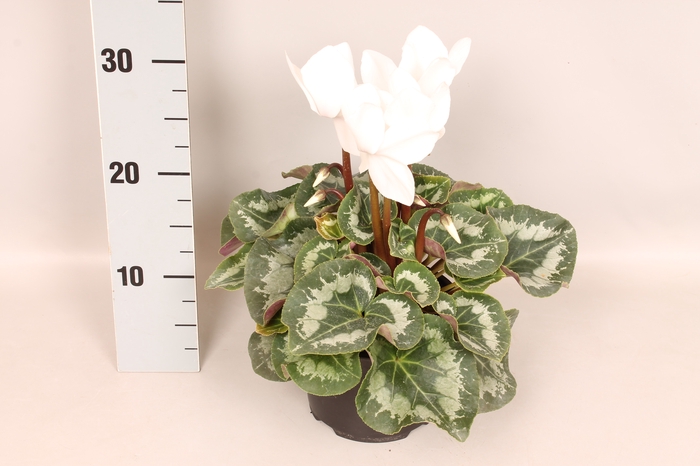 Cyclamen  Super Serie XXL Cream White