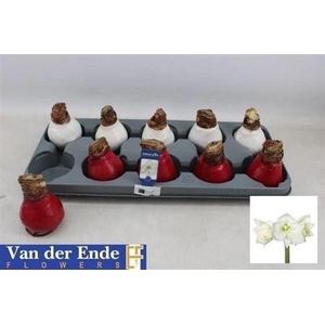 Bloembol Hippeastrum Red-white