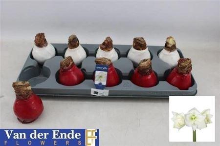 <h4>Bloembol Hippeastrum Red-white</h4>