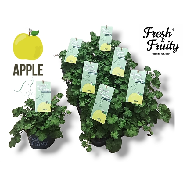 <h4>Pel. Fresh&Fruity® Apple Fresh</h4>