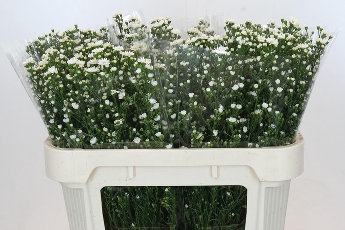 <h4>Aster Paquita</h4>