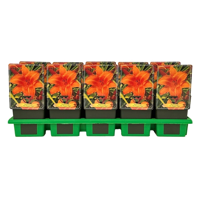 <h4>Hemerocallis</h4>