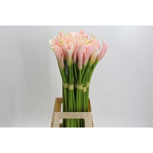 Zantedeschia Eydolls Salmon