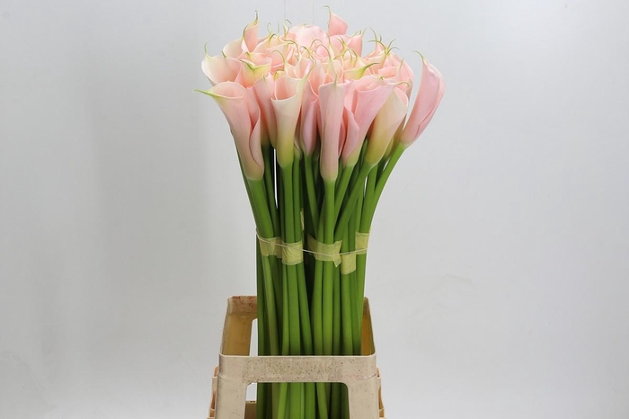 <h4>Zantedeschia Eydolls Salmon</h4>