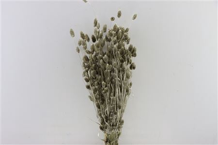 <h4>Dried Phalaris Platina Bunch</h4>