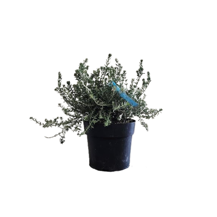 <h4>Westringia 'Wynyablle Gem'</h4>