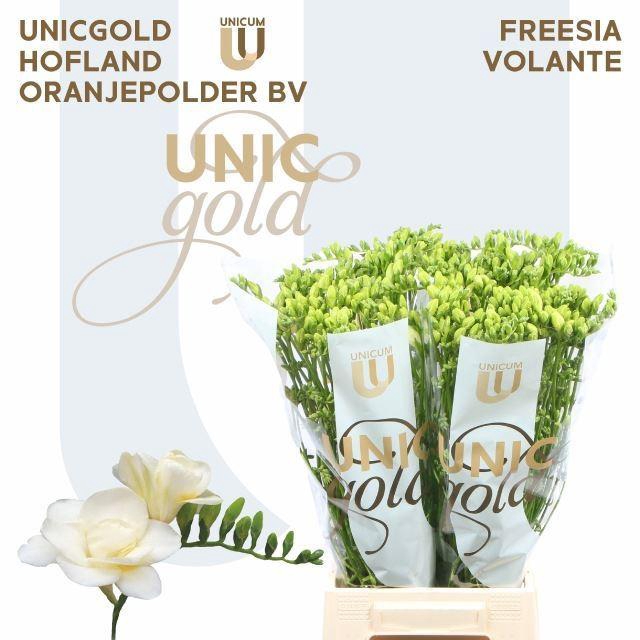 <h4>Freesia du Volante</h4>