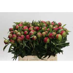Paeonia Coral Charm