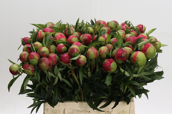 <h4>Paeonia Coral Charm</h4>