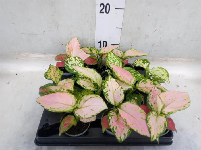 <h4>Aglaonema   ...</h4>