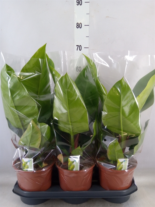 <h4>Philodendron  'Imperial Green'</h4>