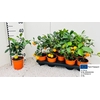 Citr Microcarpa