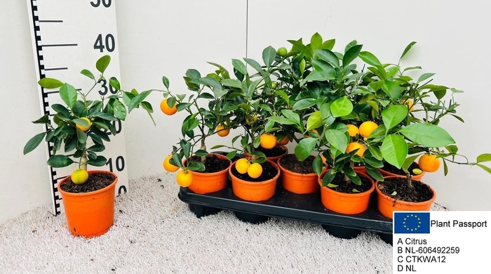 <h4>CITR MICROCARPA</h4>