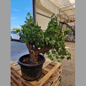 VITIS VINIFERA