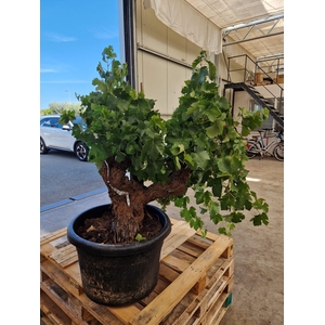 VITIS VINIFERA