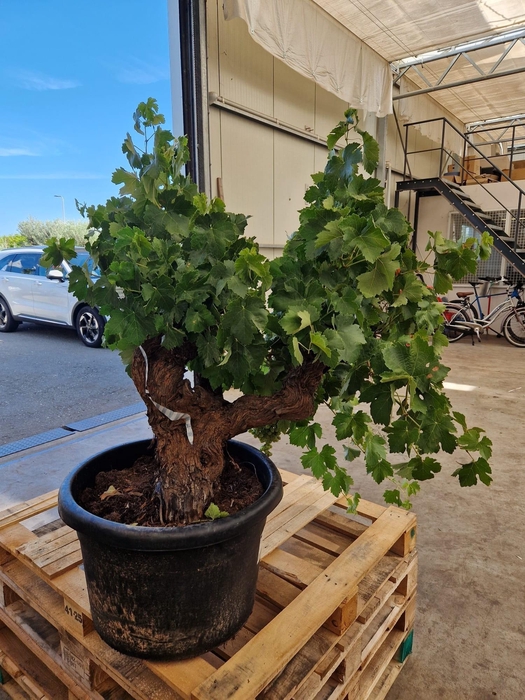 <h4>VITIS VINIFERA</h4>