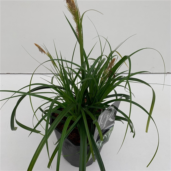 <h4>Carex 'Ribbon Falls'</h4>