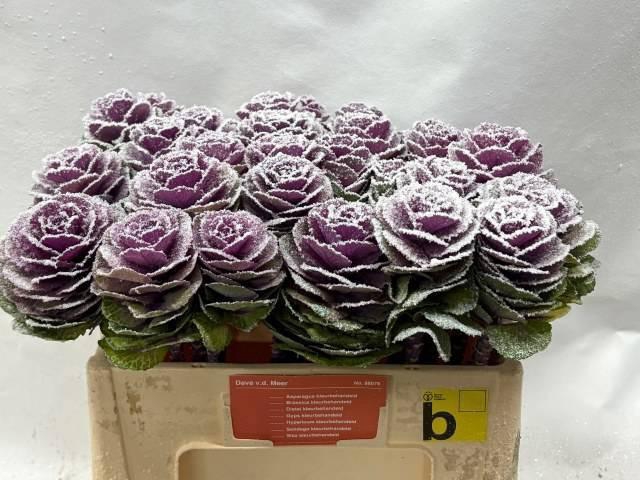 <h4>BRASS KLB H%</h4>