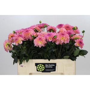Dahlia Esli