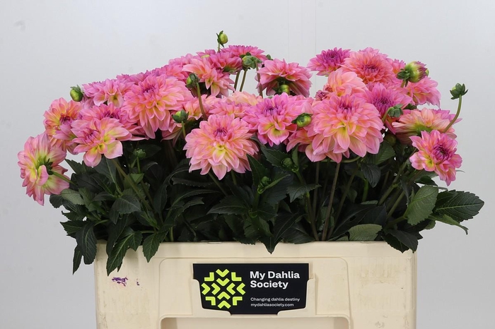 <h4>Dahlia Esli</h4>