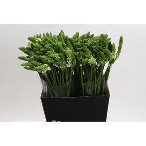 Ornithogalum Mount Fuji