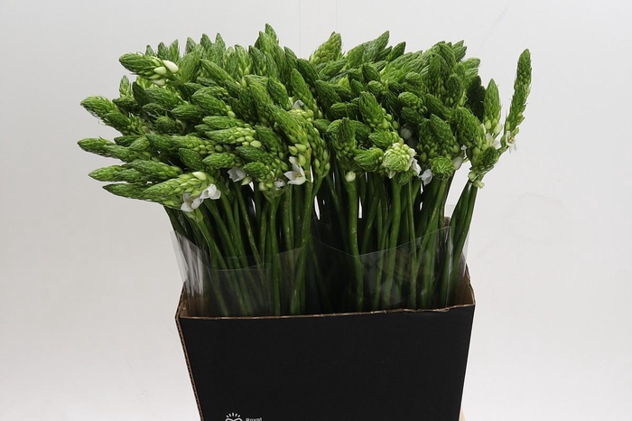 <h4>Ornithogalum Mount Fuji</h4>