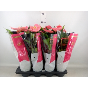 Anthurium andr. 'Colorado'