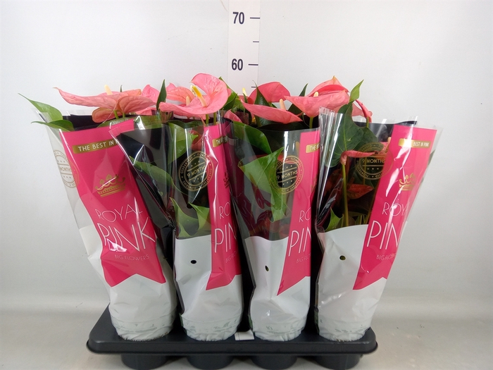 <h4>Anthurium andr. 'Colorado'</h4>
