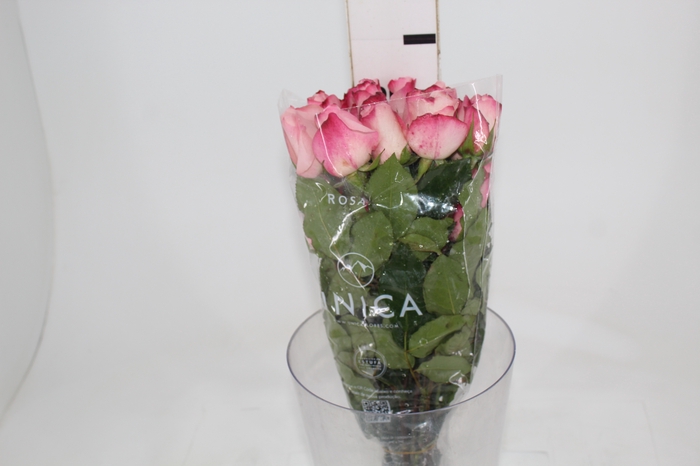 ROSA VANIA 050 CM ESTUFA