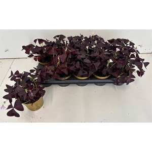 OXALIS TRIANGULARIS
