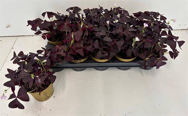 <h4>OXALIS TRIANGULARIS</h4>