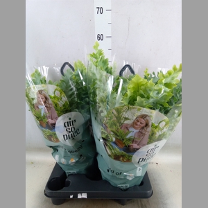 Phlebodium aureum 'Davana'
