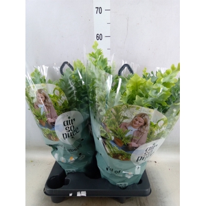 Phlebodium aureum 'Davana'
