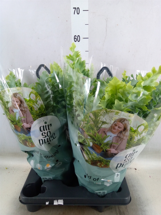 <h4>Phlebodium aureum 'Davana'</h4>