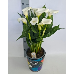 Zantedeschia 19cm potcover Blauw - Wit