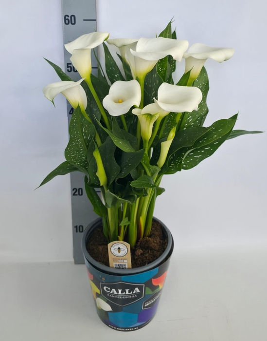<h4>Zantedeschia 19cm potcover Blauw - Wit</h4>